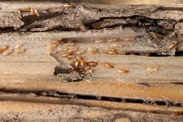 Best Cockroach Control Services  in Henry, IL